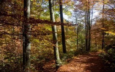 Friedensforst. Ein Abschied in der Natur spendet Trost auf natürliche Weise