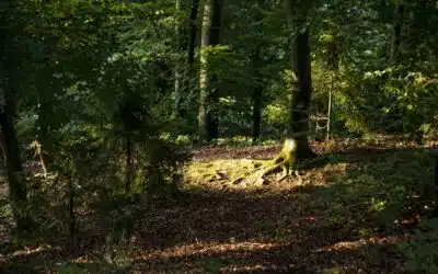 Friedhofskultur als Ort der Trauer und des Gedenkens